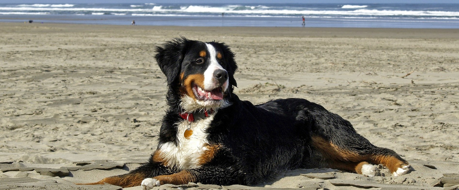 ESpaços Pet Friendly