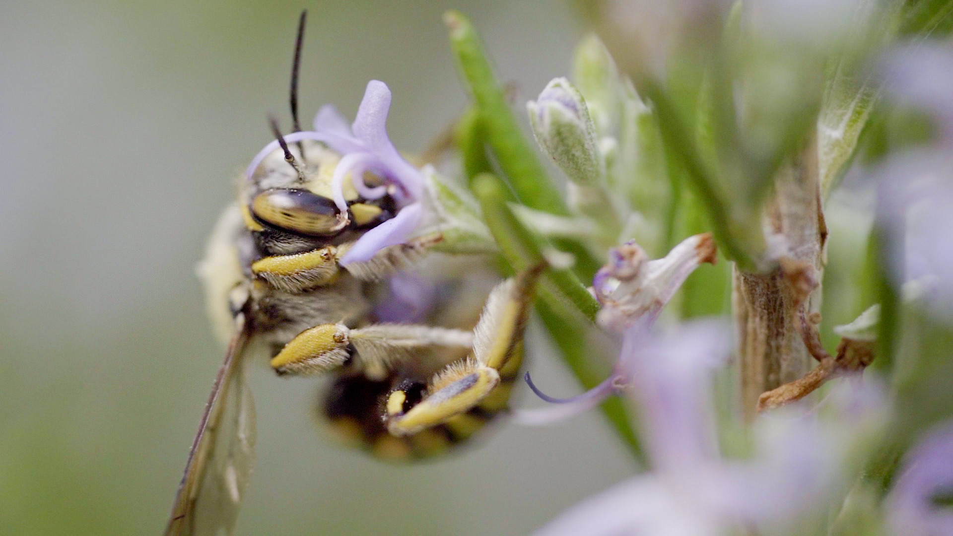 Mais Polinizadores, Mais Biodiversidade no Município de Oeiras